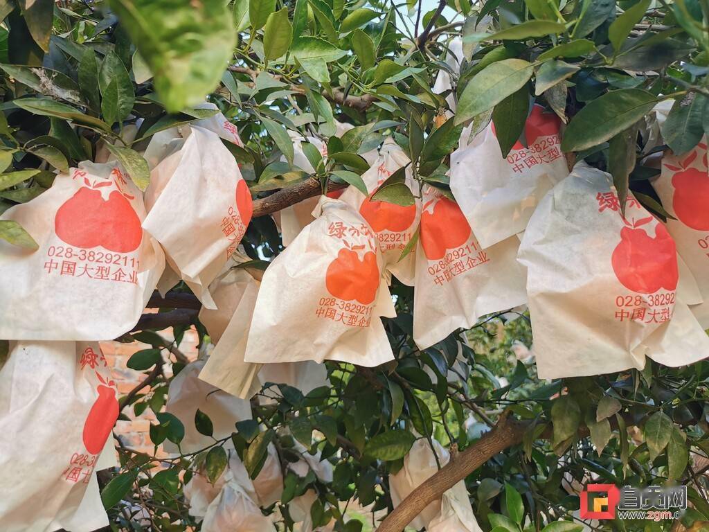 苹果版橘子微商破解版(微商橘子团队产品是真的吗)-第6张图片-有道翻译官网 苹果版橘子微商破解版(微商橘子团队产品是真的吗)-第6张图片-有道翻译官网